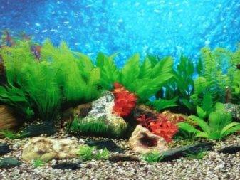 Фон для акваріума своїми руками (20 фото): робимо об’ємний задній фон з пінопласту, чорний 3D фон з малюнками з монтажної піни. З чого ще можна зробити фон?
