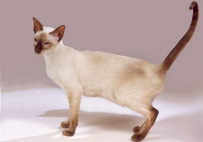 Характер і опис сіамських кішок