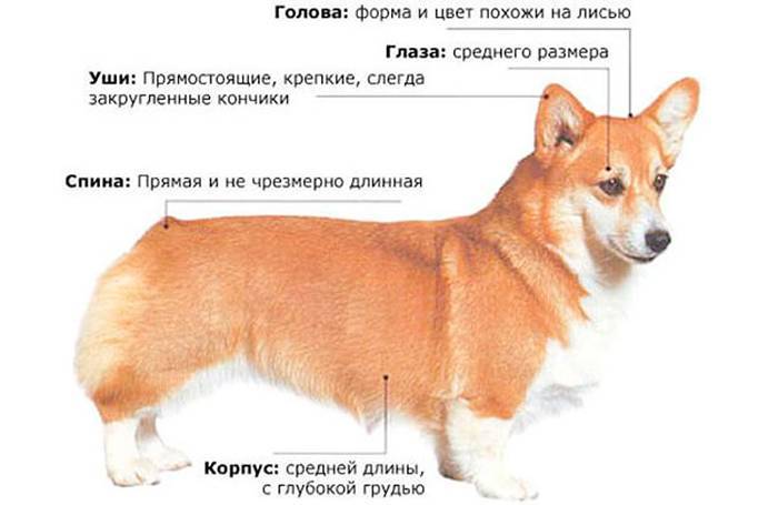 Характеристики і опис собаки породи коргі