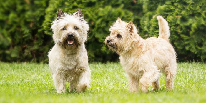Кращі гіпоалергенні породи собак