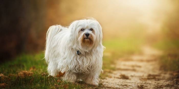 Кращі гіпоалергенні породи собак