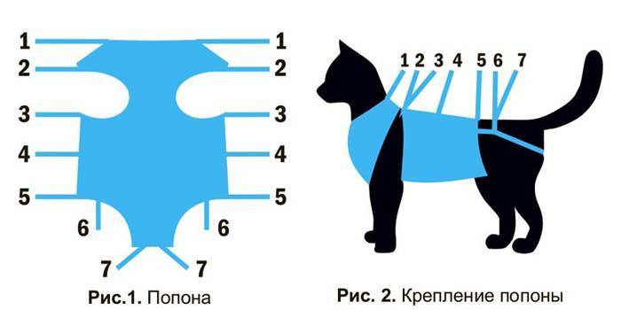 Оптимальний вік кішки для стерилізації