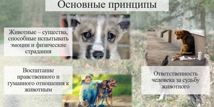 Податок на домашніх тварин у Росії в 2019 році – буде введено