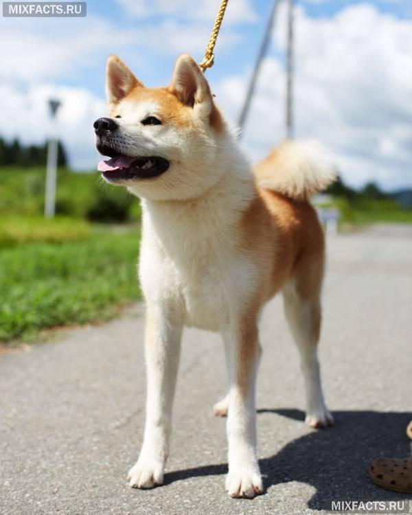 Японські породи собак іну – акіта і сіба