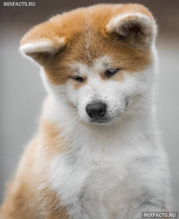 Японські породи собак іну – акіта і сіба