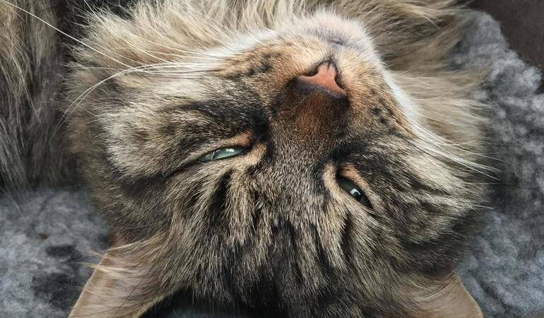 Вбити кішку у сні: значення по соннику, сюжет про задушенні дорослої тварини або кошеня своїми руками