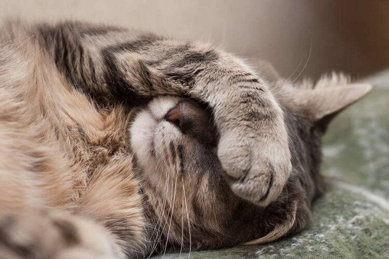 Вбити кішку у сні: значення по соннику, сюжет про задушенні дорослої тварини або кошеня своїми руками